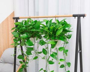 吊兰适合放客厅吗（绿色植物装点家居）