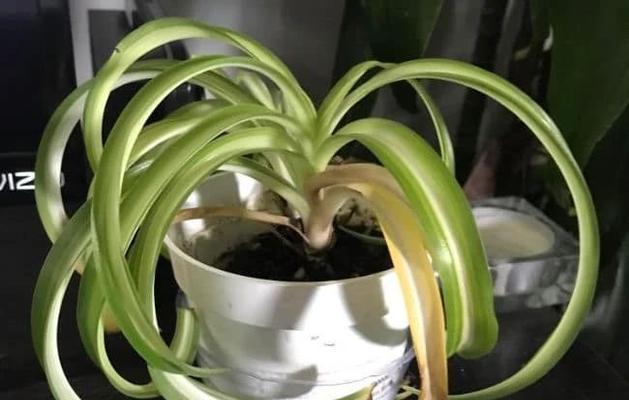 如何挽救变软的吊兰？——植物爱好者必看