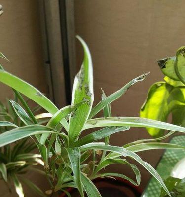 如何挽救变软的吊兰？——植物爱好者必看