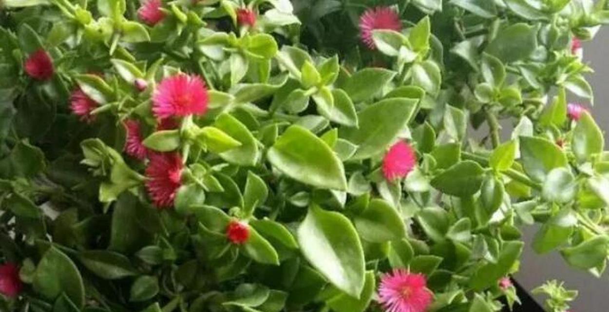 口红吊兰的开花规律（一年开几次花）