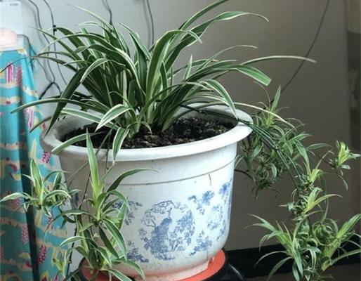 如何培养吊兰老桩造型（打造美丽的室内绿色景观）