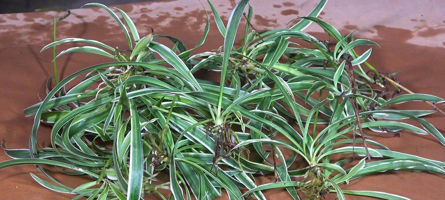 吊兰如何养殖更旺盛（高效种植技巧让吊兰常青不败）
