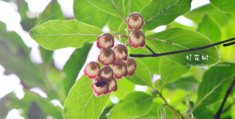 吊钟树的养殖方法（如何让吊钟树茁壮成长）