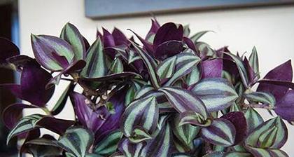 吊竹梅开花，花期及特点揭秘（探寻吊竹梅开花的奥秘）