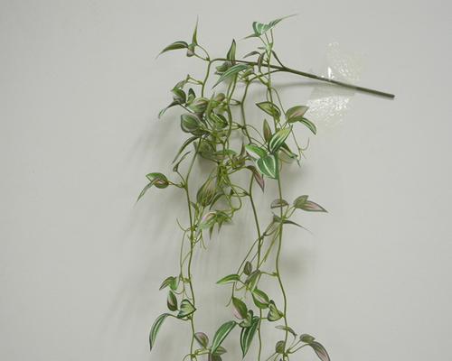吊竹梅——卧室里的舒适之选（吊竹梅可以放卧室吗）
