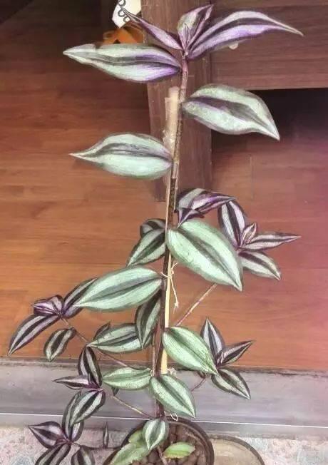 吊竹梅分盆成活指南（如何选择盆土）