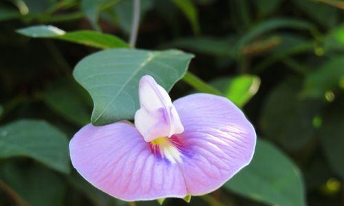 蝶豆花——一朵美丽的花（探秘蝶豆花的生长）