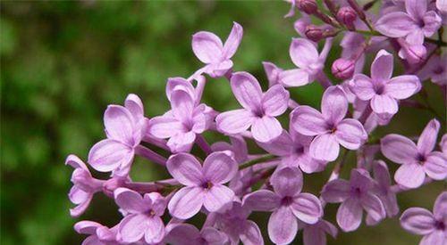 丁香花的象征意义（探究丁香花所代表的精神内涵）