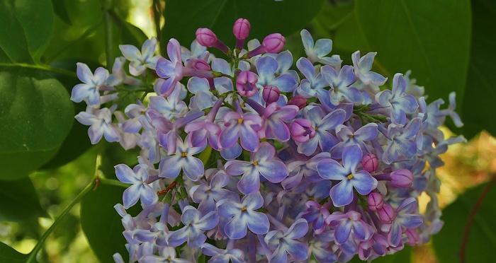 冬季里丁香花也能开放，如何栽培（丁香花冬天开花的秘密和栽培技巧）