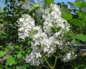 冬季里丁香花也能开放，如何栽培（丁香花冬天开花的秘密和栽培技巧）