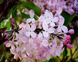 冬季里丁香花也能开放，如何栽培（丁香花冬天开花的秘密和栽培技巧）