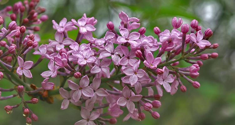 丁香花果实的神奇功效（从厨房到药房）