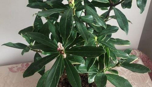 丁香花的生长习性（冬天丁香花需要怎样的护理）