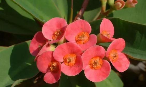丁香花的生长习性（冬天丁香花需要怎样的护理）