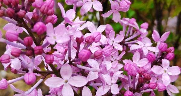 什么季节开花的丁香花（春天盛开的丁香花与其含义）