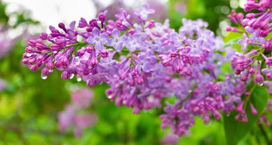 探寻丁香花的色彩、形态及意义（探寻丁香花的色彩）