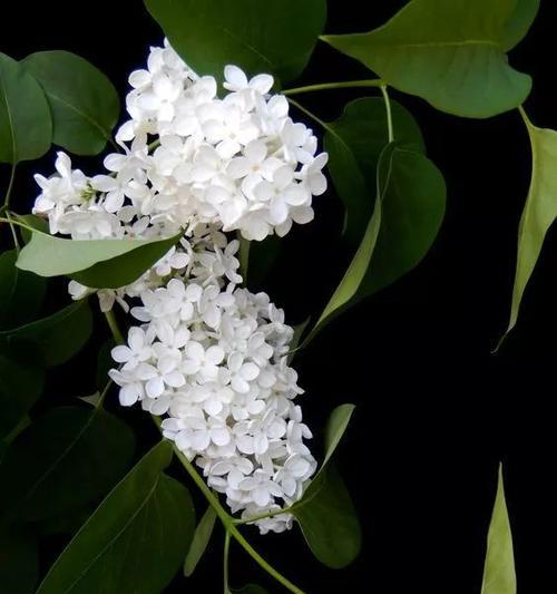 探寻丁香花的色彩、形态及意义（探寻丁香花的色彩）