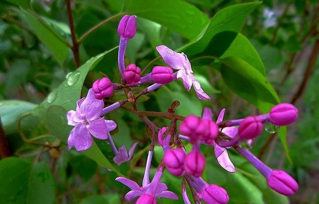 探寻丁香花的色彩、形态及意义（探寻丁香花的色彩）