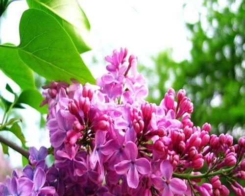 丁香花（探秘丁香花的神秘生命之谜）