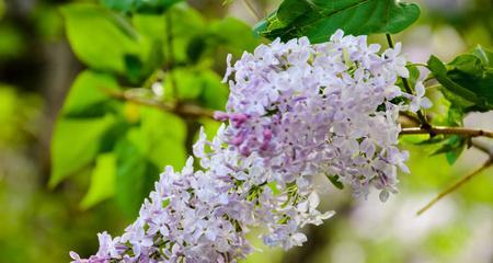 丁香花（探秘丁香花的神秘生命之谜）