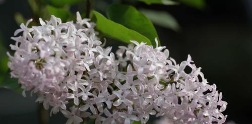 丁香花（探秘丁香花的神秘生命之谜）