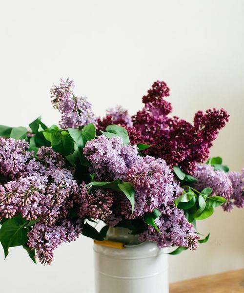 闻起来清新怡人的丁香花（探究丁香花的芳香魅力）
