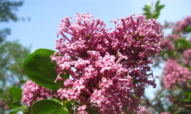 闻起来清新怡人的丁香花（探究丁香花的芳香魅力）