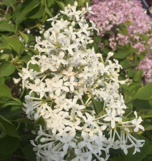 闻起来清新怡人的丁香花（探究丁香花的芳香魅力）