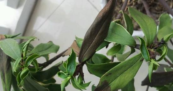 丁香花叶子发黑，如何解决？