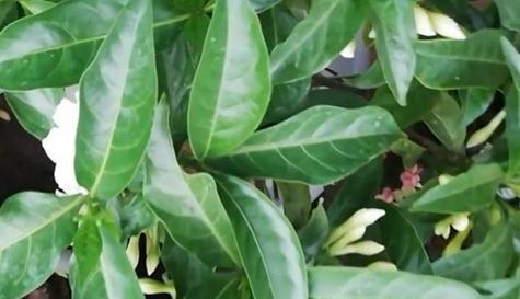 揭秘丁香花叶子卷曲的原因与处理方法（丁香花叶子卷曲怎么回事）