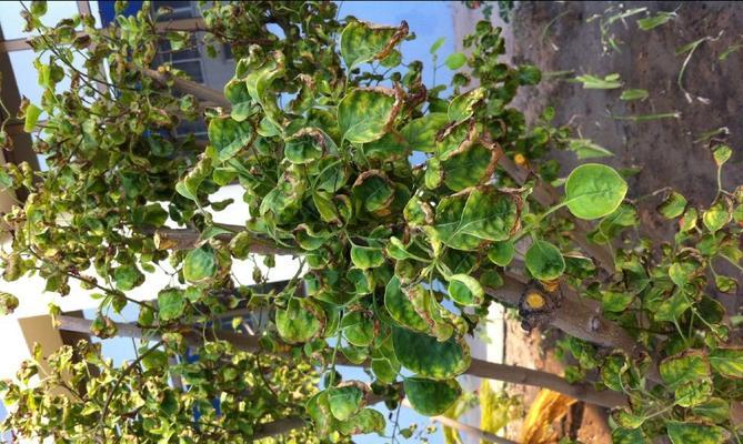 揭秘丁香花叶子卷曲的原因与处理方法（丁香花叶子卷曲怎么回事）