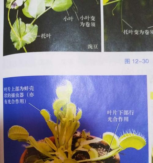 揭秘丁香花叶子卷曲的原因与处理方法（丁香花叶子卷曲怎么回事）
