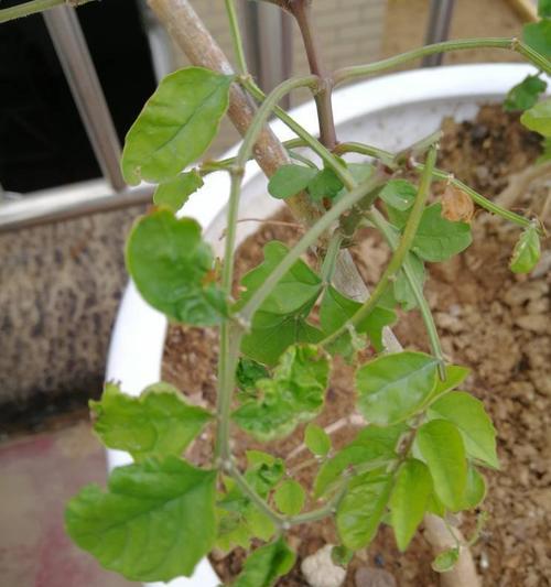 如何有效地处理丁香花叶子上的黑斑问题（黑斑形成的原因与减轻黑斑的方法）
