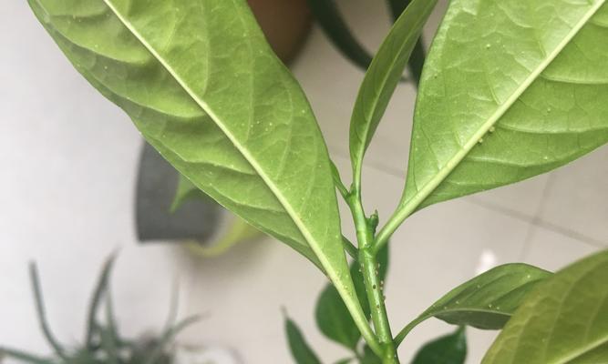 如何有效地处理丁香花叶子上的黑斑问题（黑斑形成的原因与减轻黑斑的方法）