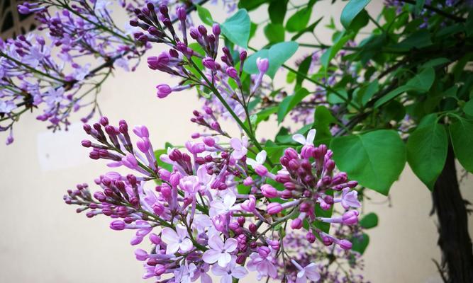 丁香花的开花周期（一年开几次花）