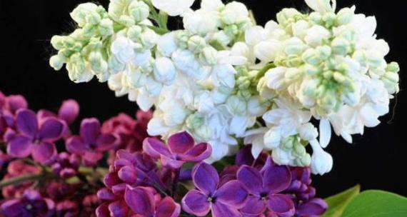 丁香花的毒性和室内养殖注意事项（了解丁香花的毒性）
