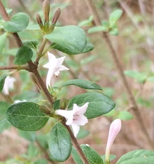 丁香花的毒性和室内养殖注意事项（了解丁香花的毒性）