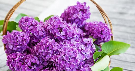 丁香花的多彩世界（探寻丁香花的五彩斑斓）