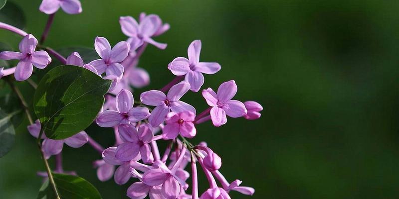 丁香花的多彩世界（探寻丁香花的五彩斑斓）