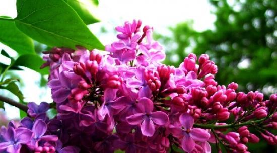 丁香花的香味究竟来自哪里（解密丁香花的香味成分及其药用价值）