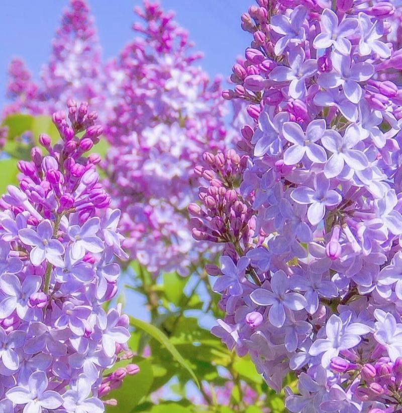 探秘丁香花语（了解丁香花语的含义与神秘）