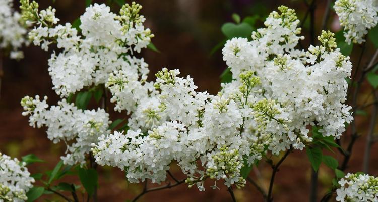 丁香花的冬季养护技巧（从准备工作到注意事项）