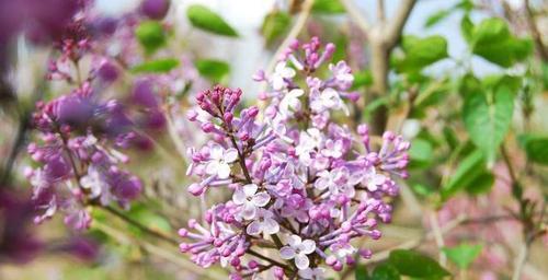 丁香花的冬季养护技巧（从准备工作到注意事项）