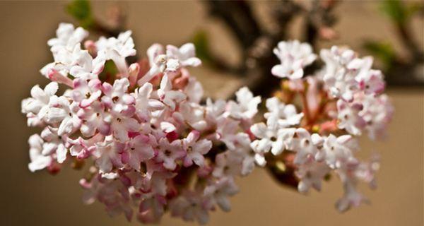 丁香花的冬季养护技巧（从准备工作到注意事项）