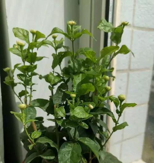 如何在家里种出美丽的丁香花（从选择品种到日常护理）