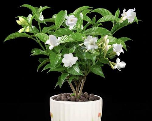 如何在家里种出美丽的丁香花（从选择品种到日常护理）