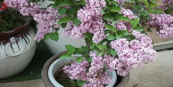 丁香花种植全指南（从栽种时间到方法）