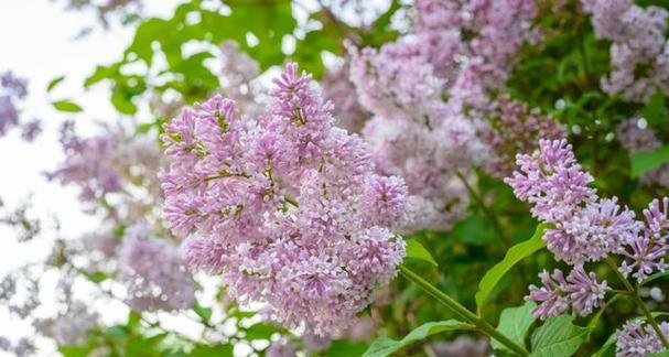 丁香花种植全指南（从栽种时间到方法）