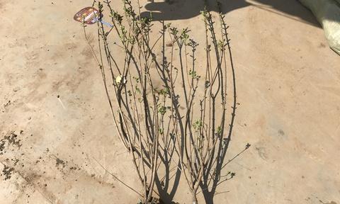 丁香花种植全指南（从栽种时间到方法）