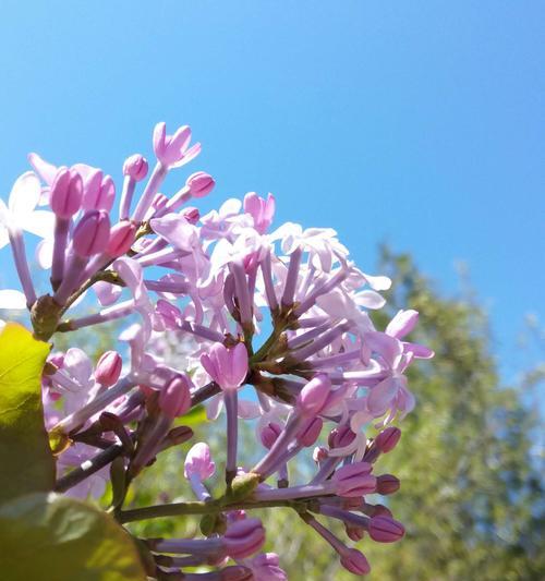 丁香花的形态与特征（探秘丁香花的花型）